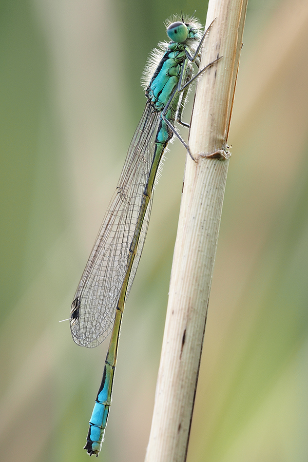 Große Pechlibelle