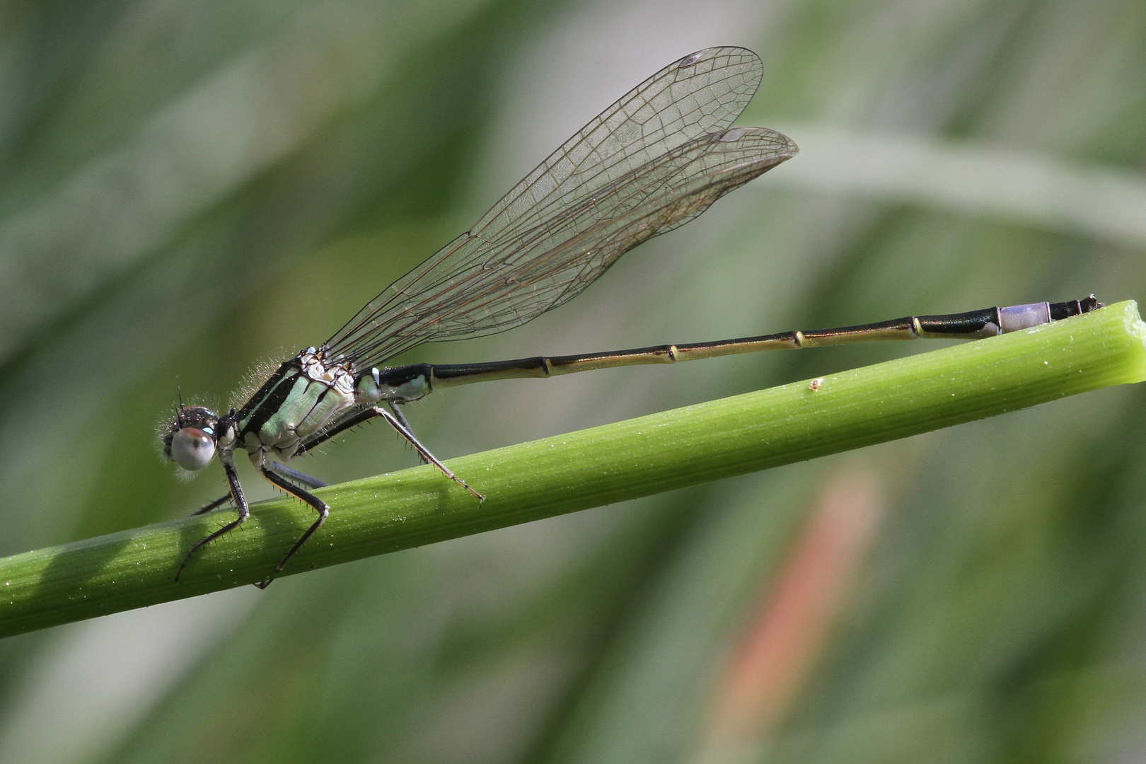 Große Pechlibelle