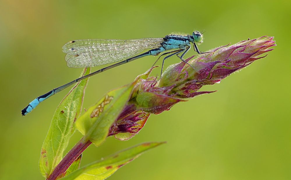 Große Pechlibelle