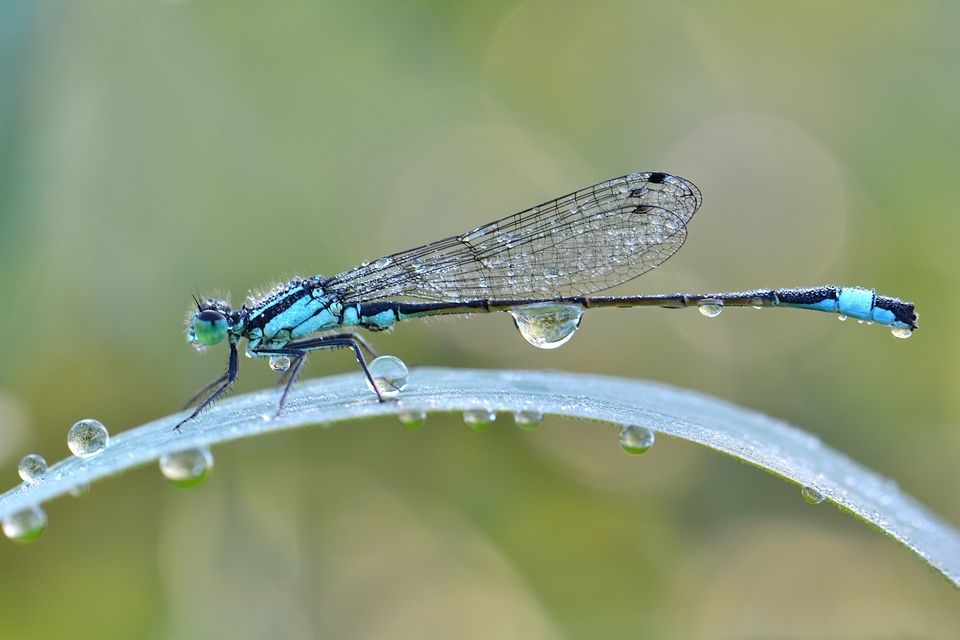 Grosse Pechlibelle