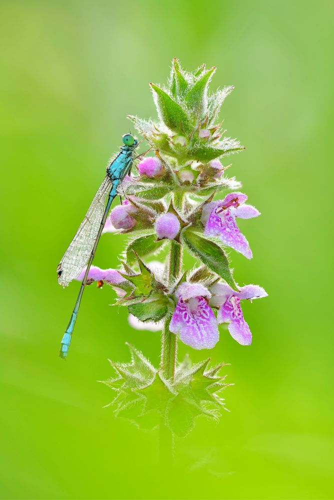 große Pechlibelle 