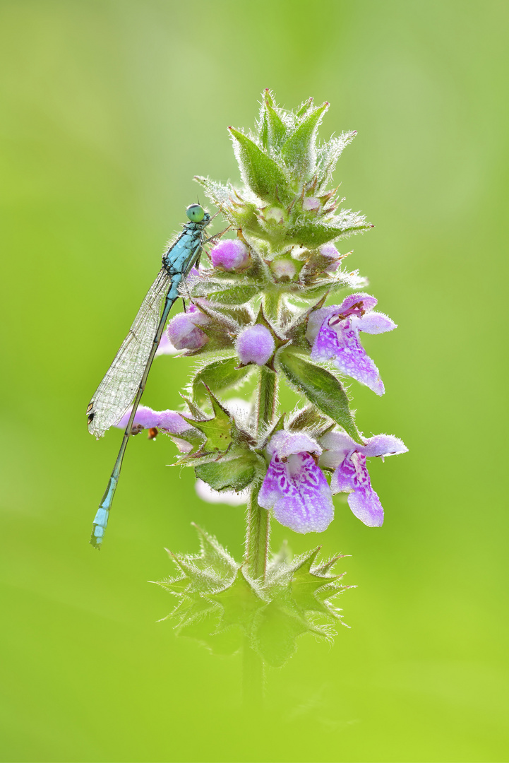 große Pechlibelle 