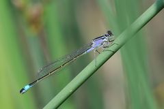 Große Pechlibelle "f. violacea”