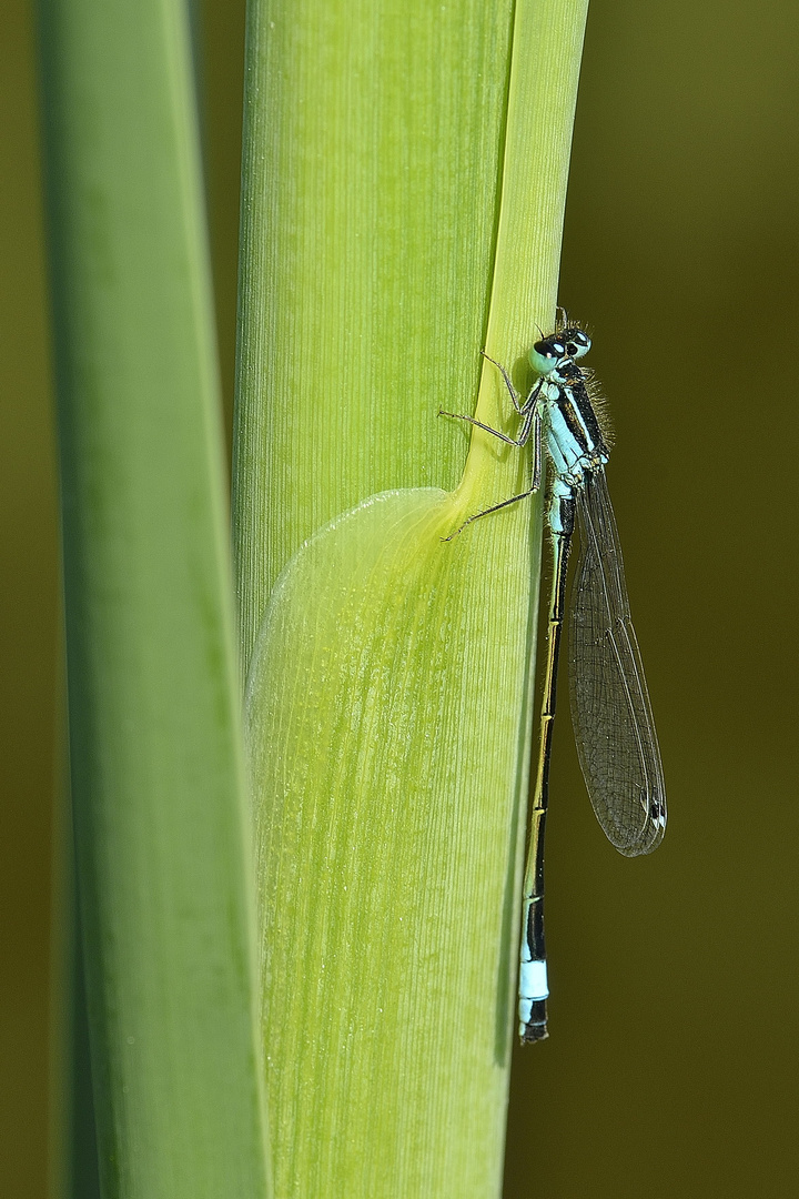 Große Pechlibelle