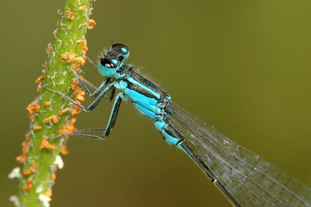 Große Pechlibelle