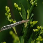 Große Pechlibelle frisch geschlüpftes Weibchen