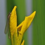 Große Pechlibelle: Ganz frisch an Sumpfschwertlilie