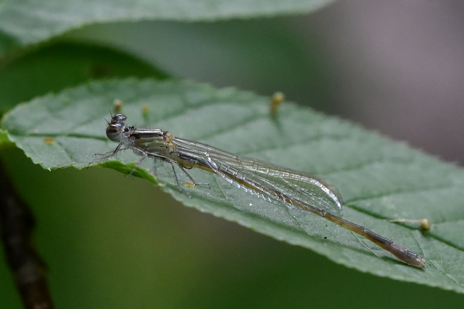 Große Pechlibelle ganz klein