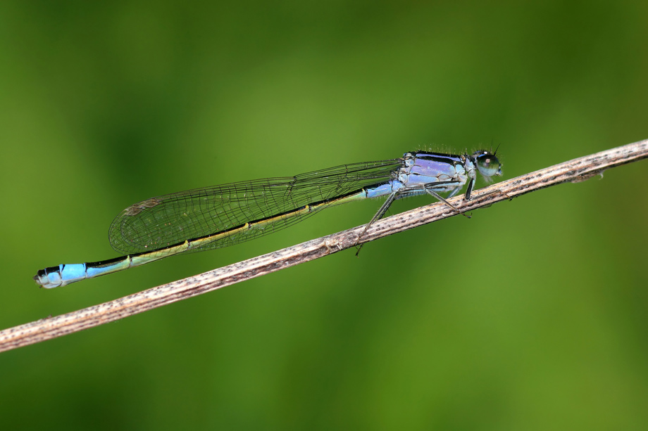 Große Pechlibelle III