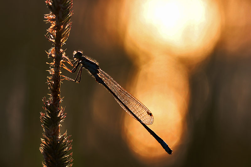 große Pechlibelle im abendlichen Gegenlicht