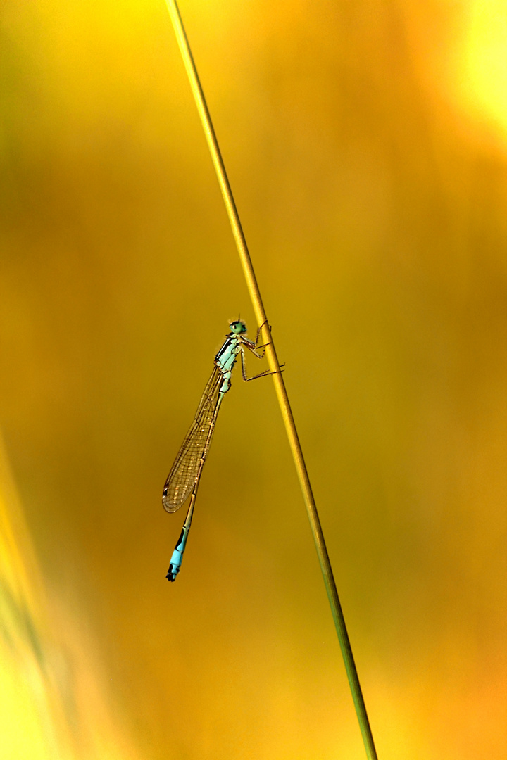 Große Pechlibelle im Abendlicht