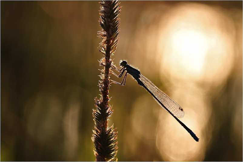 große Pechlibelle im Abendlicht