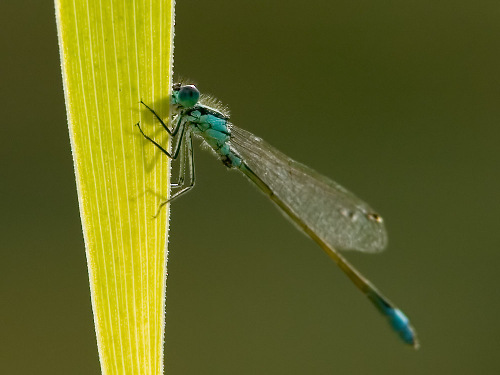 Grosse Pechlibelle im Gegenlich der Abendsonne