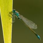 Grosse Pechlibelle im Gegenlich der Abendsonne