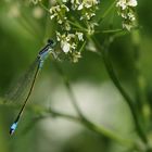 Große Pechlibelle im Glück