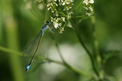 Große Pechlibelle im Glück