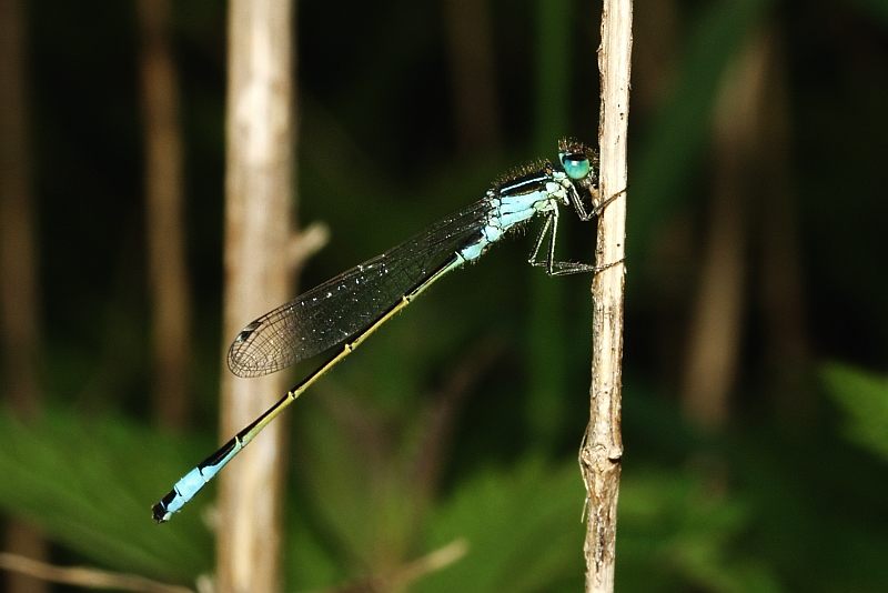 Große Pechlibelle im Urwald