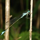 Große Pechlibelle im Urwald