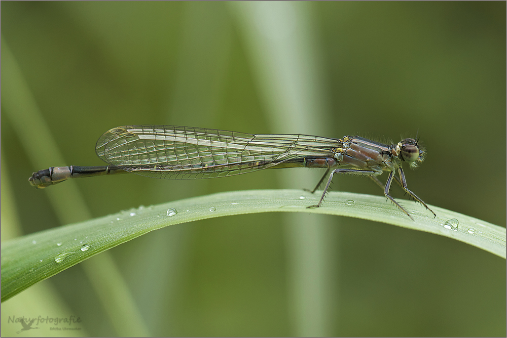 grosse pechlibelle  ( ischnura elegans ) 02/12