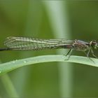 grosse pechlibelle  ( ischnura elegans ) 02/12