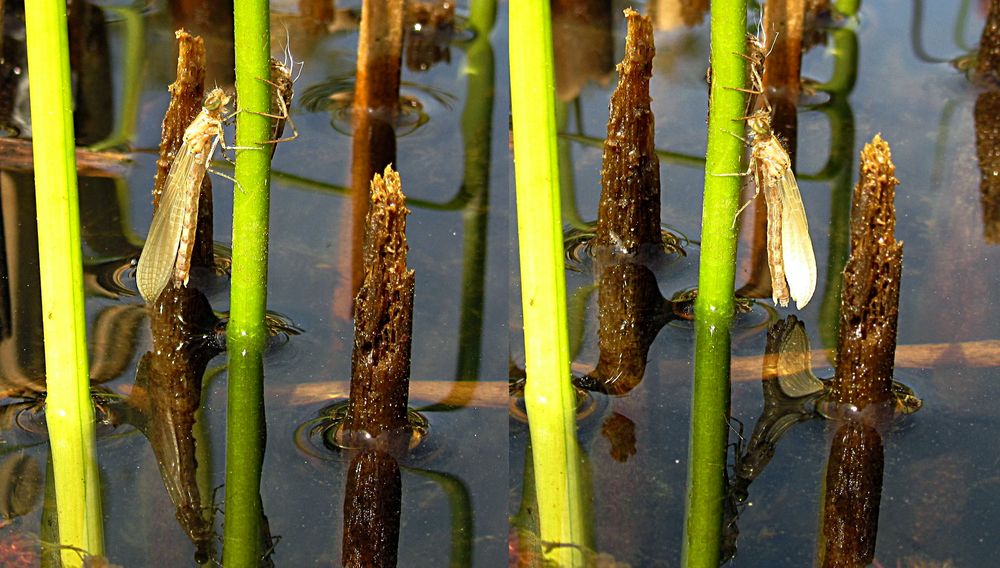 --- Große Pechlibelle (Ischnura elegans) ---