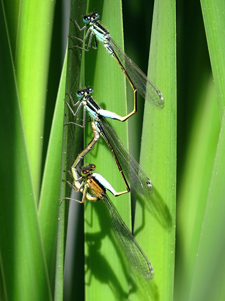 --- Große Pechlibelle (Ischnura elegans) --- 