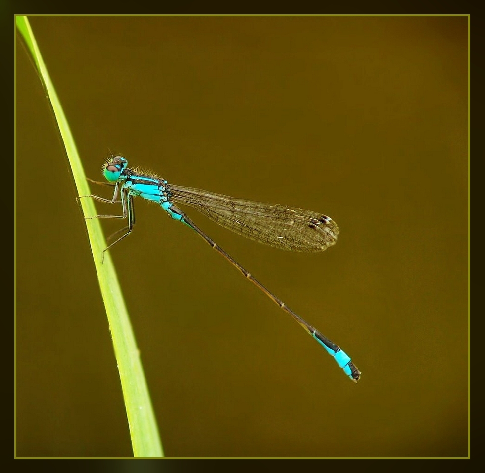 Große Pechlibelle (Ischnura elegans)