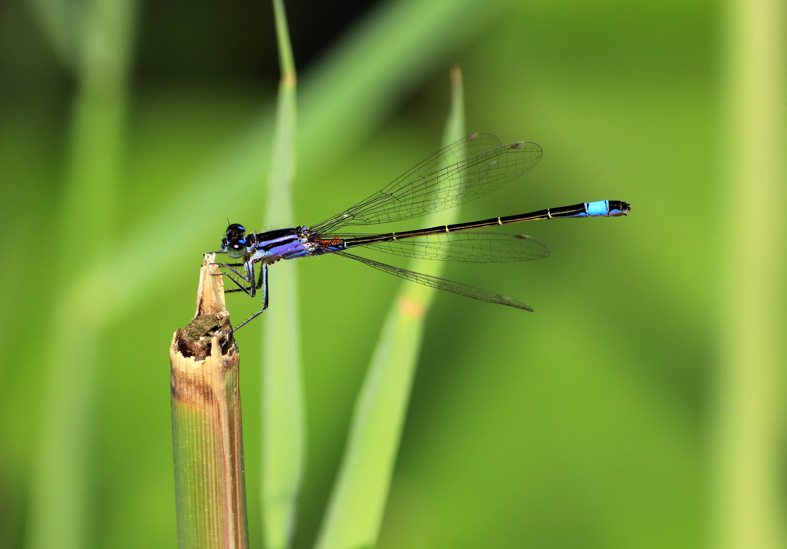 Grosse Pechlibelle Ischnura elegans