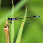 Grosse Pechlibelle Ischnura elegans