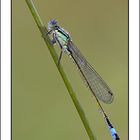 Große Pechlibelle (Ischnura elegans)