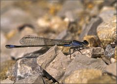 Große Pechlibelle (Ischnura elegans) *1