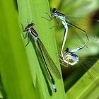 --- Große Pechlibelle (Ischnura elegans) ---