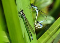 --- Große Pechlibelle (Ischnura elegans) ---