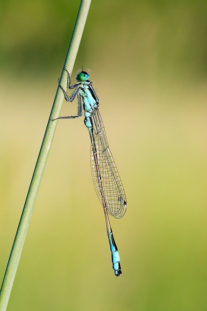 Große Pechlibelle (Ischnura elegans)