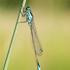 Große Pechlibelle (Ischnura elegans)