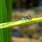 --- Große Pechlibelle (Ischnura elegans) ---