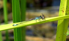 --- Große Pechlibelle (Ischnura elegans) ---