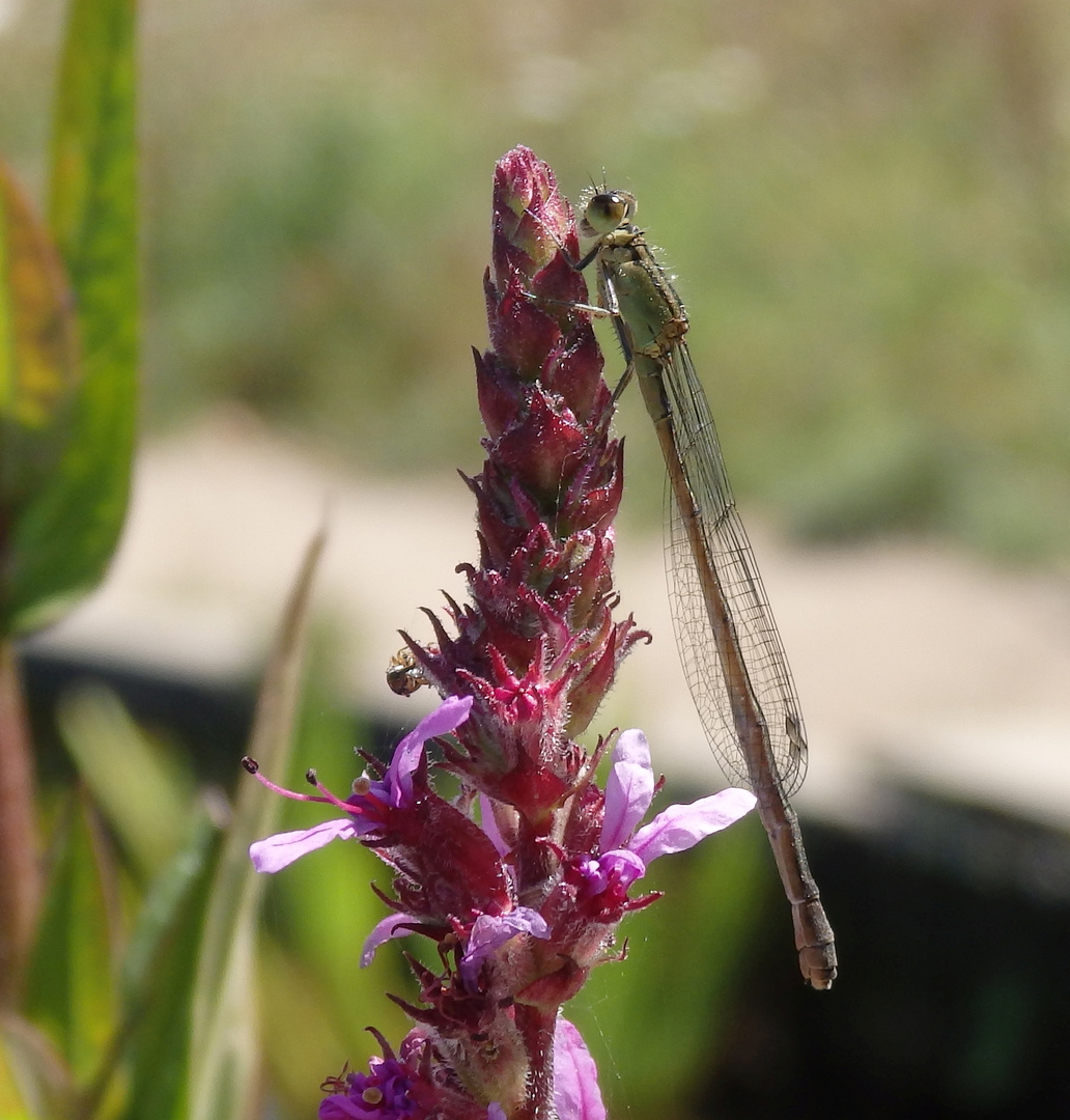 Große Pechlibelle (Ischnura elegans)