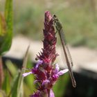 Große Pechlibelle (Ischnura elegans)