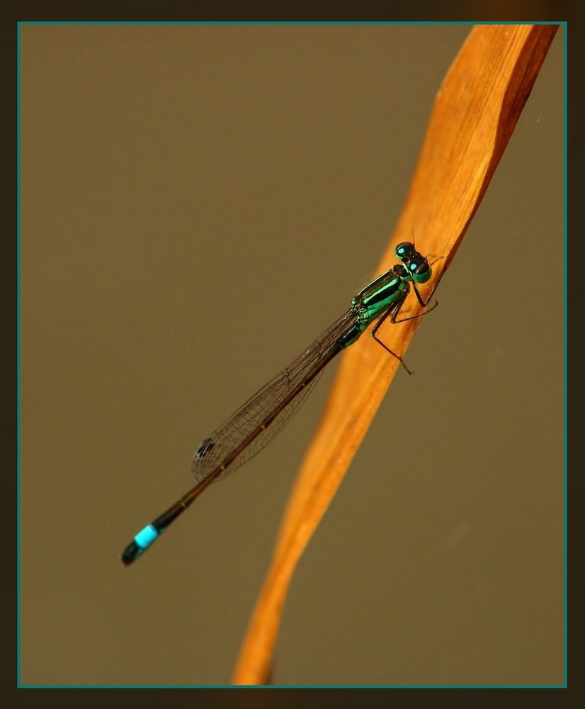 Große Pechlibelle (Ischnura elegans) 2