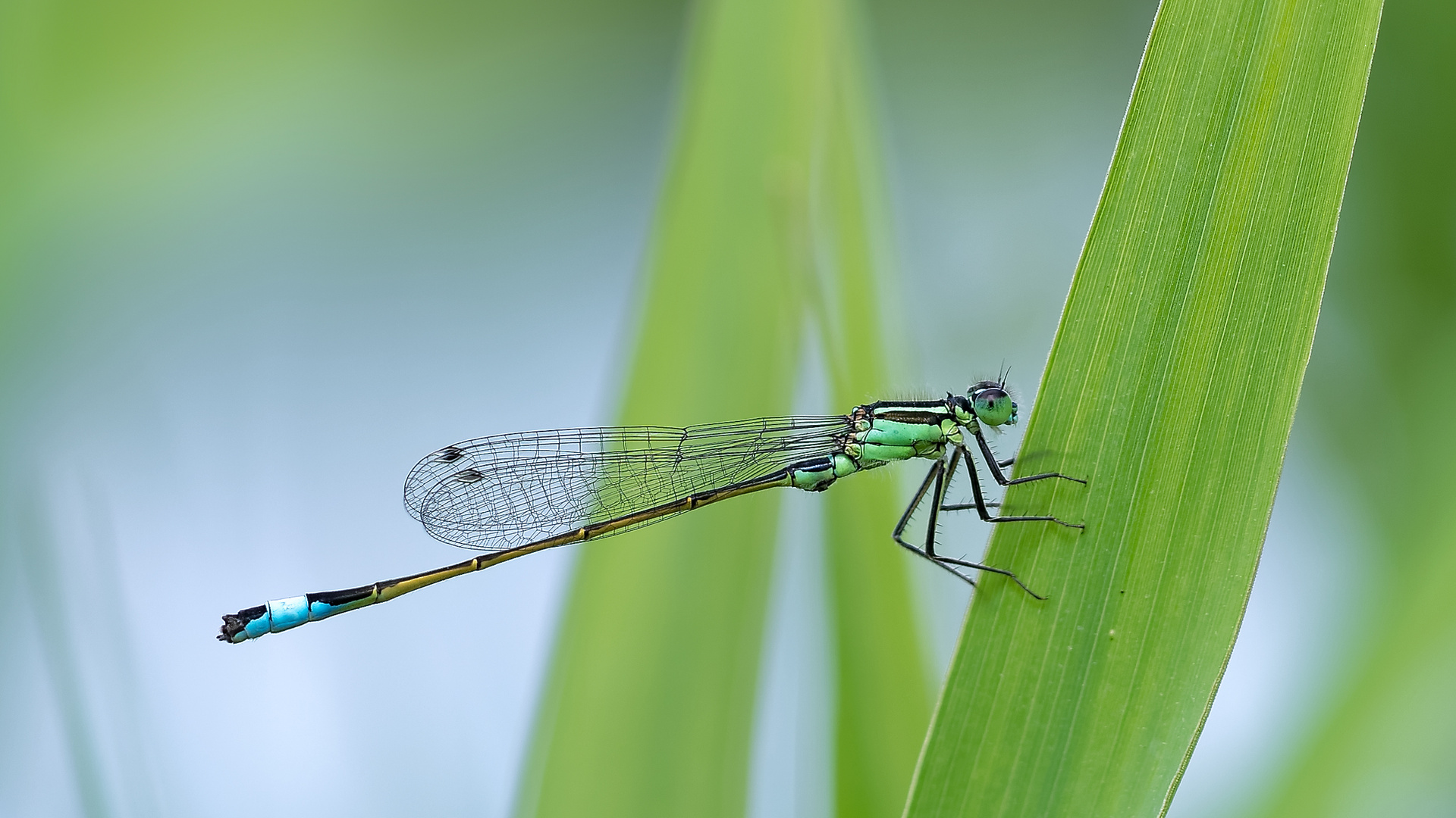 Große Pechlibelle (Ischnura elegans)!