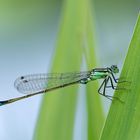 Große Pechlibelle (Ischnura elegans)!