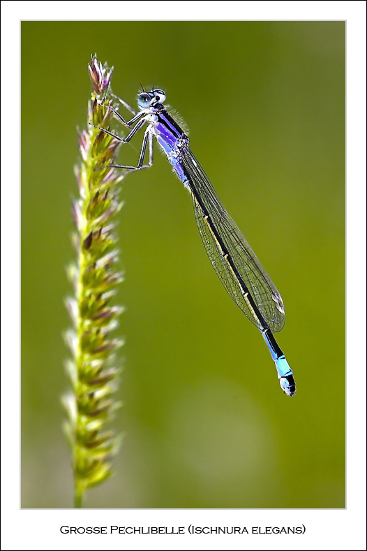 Große Pechlibelle (Ischnura elegans)