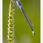 Große Pechlibelle (Ischnura elegans)