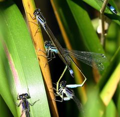 --- Große Pechlibelle (Ischnura elegans) --- 