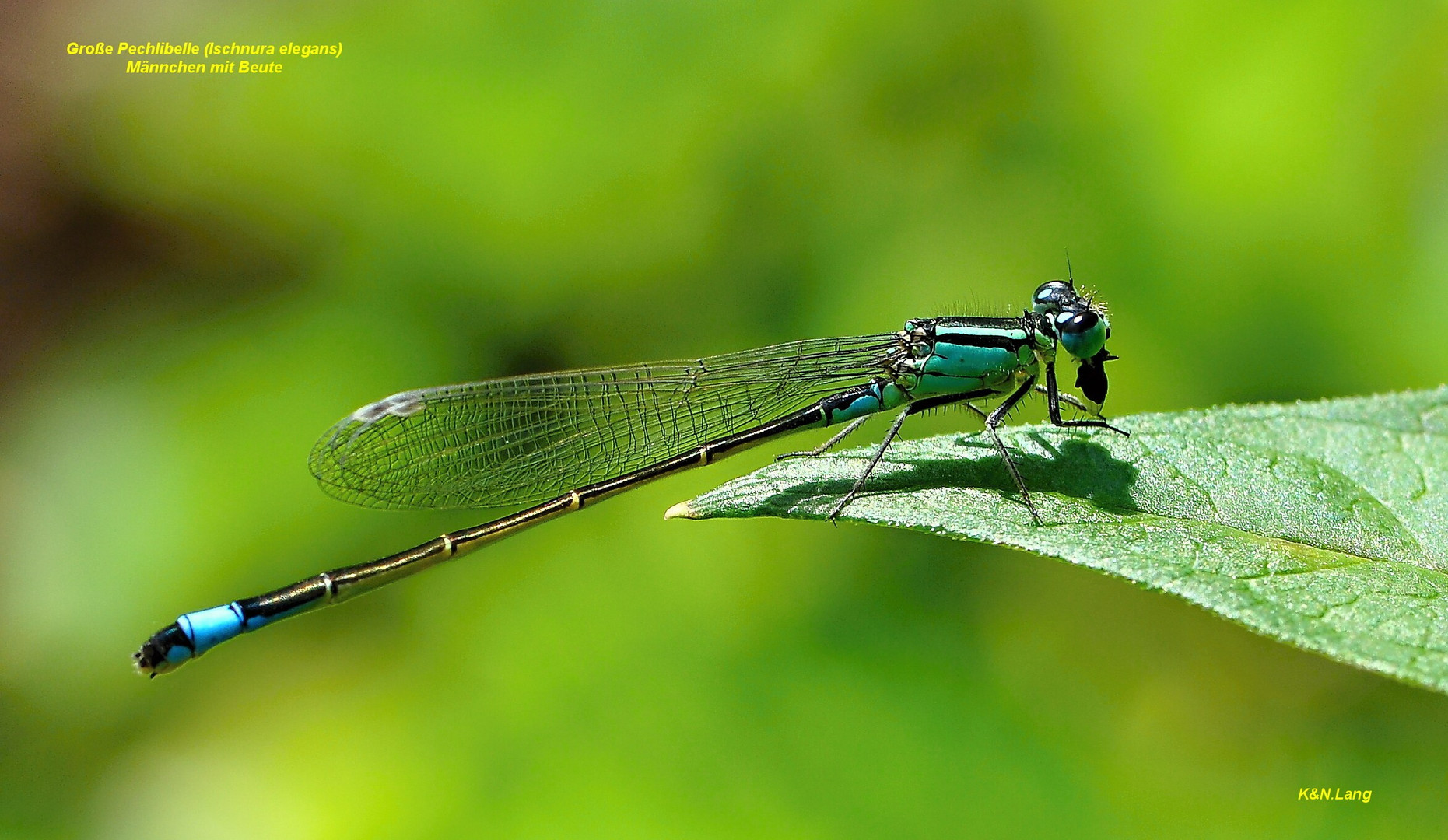 Große Pechlibelle (Ischnura elegans)