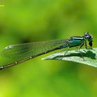 Große Pechlibelle (Ischnura elegans)