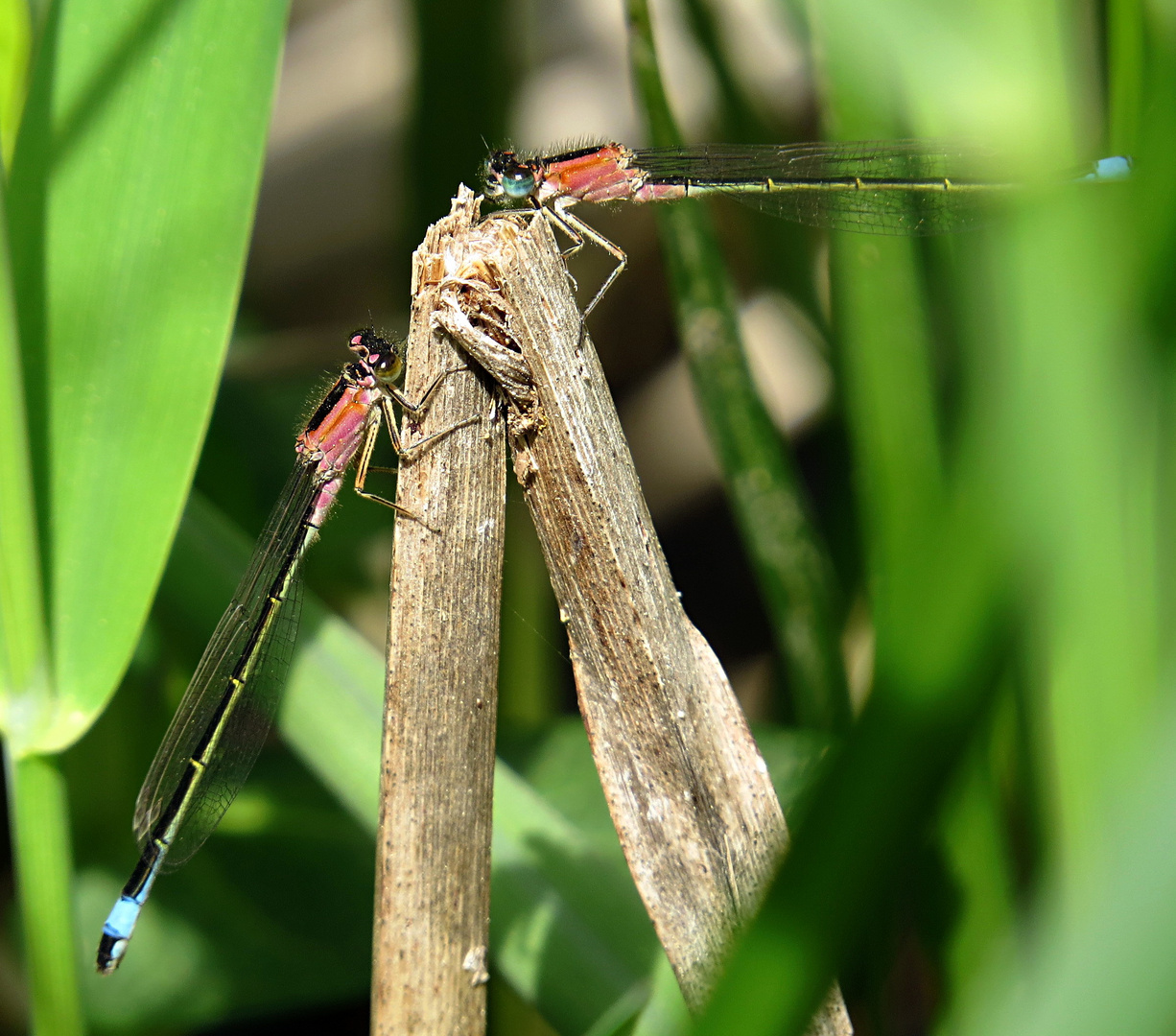 --- Große Pechlibelle (Ischnura elegans) --- 