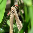 --- Große Pechlibelle (Ischnura elegans) --- 