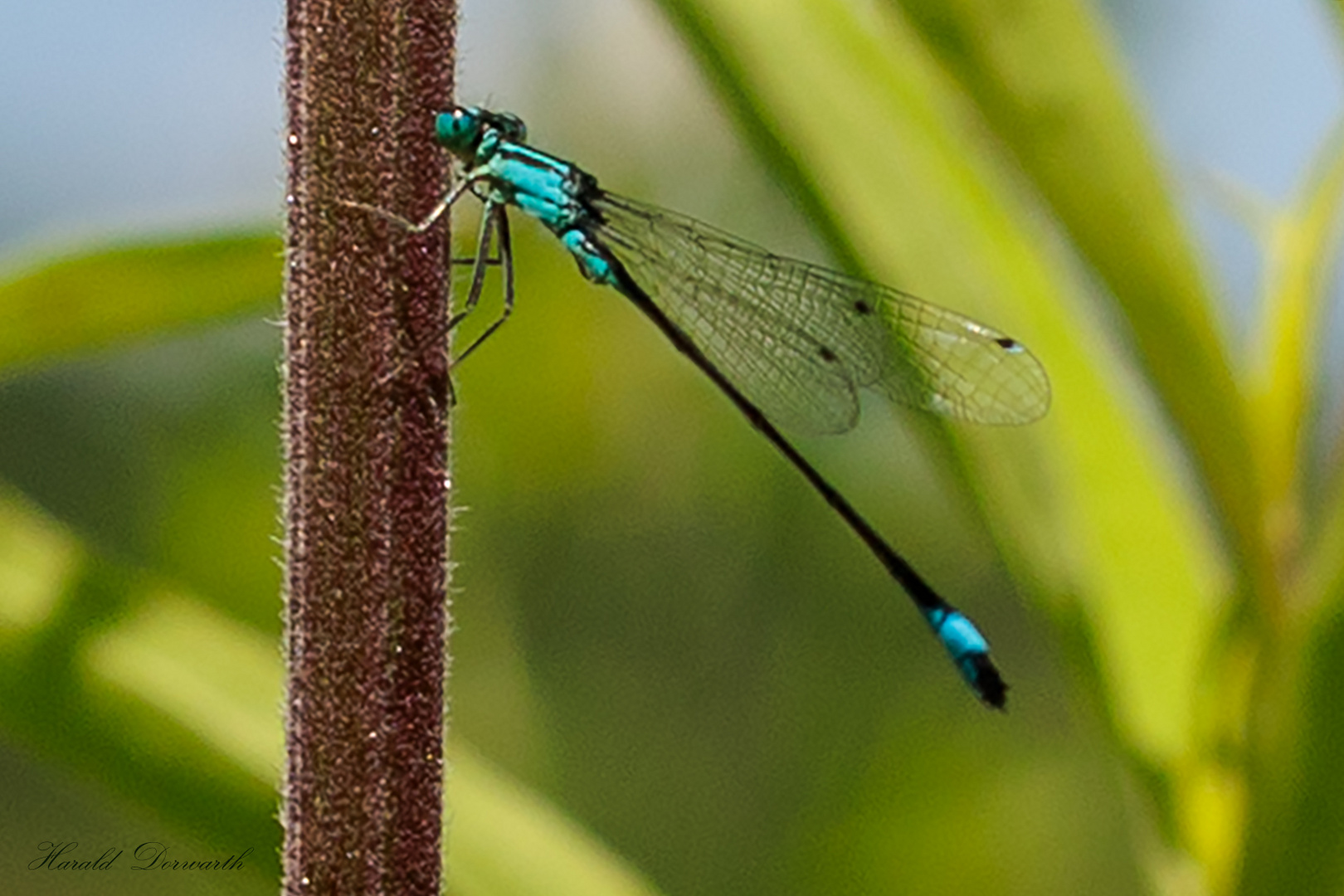 Große Pechlibelle (Ischnura elegans)